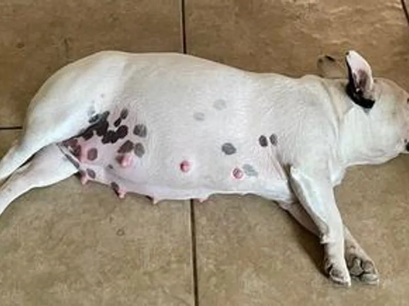 Akoni Ranch Frenchie