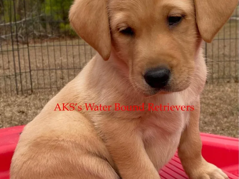 AKS’s Water Bound Retrievers