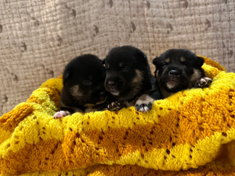 AKZ Shiba Inus