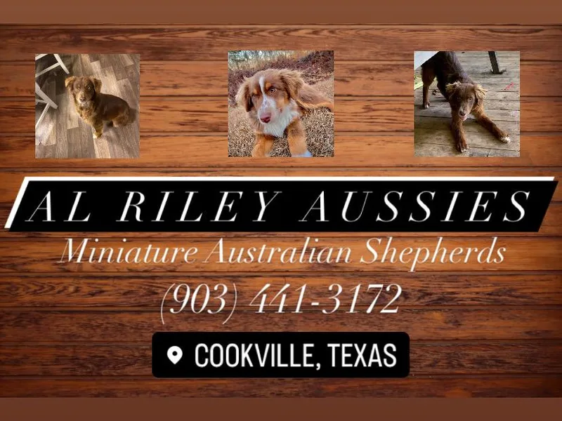 AL Riley Aussies