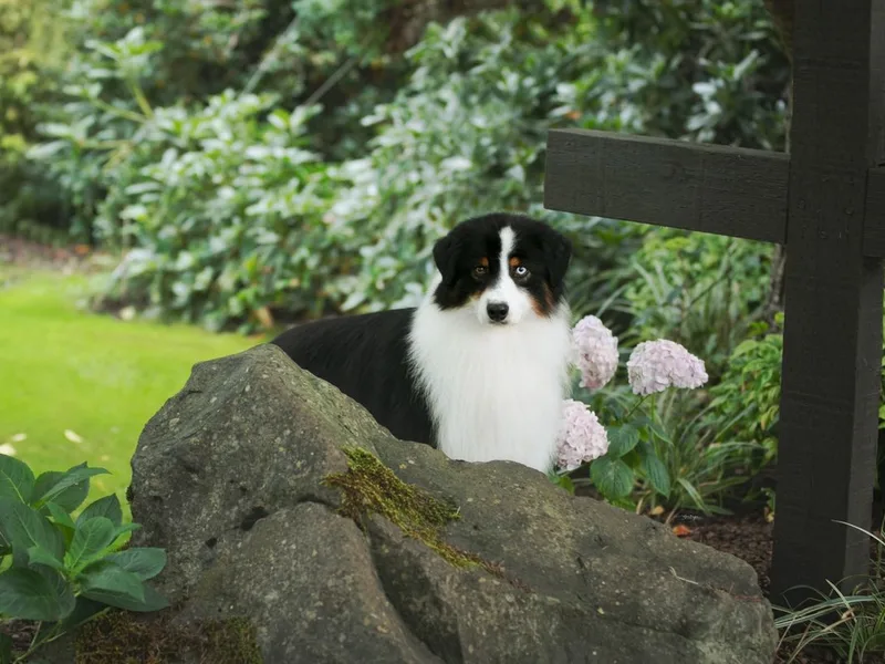 Al Sira Australian Shepherds