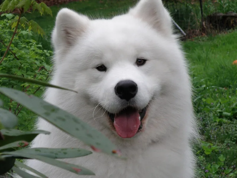 Ala-Kasam Samoyeds photo 1