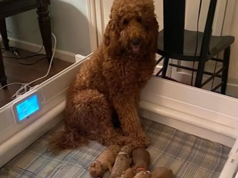 Alabama Angel Goldendoodles