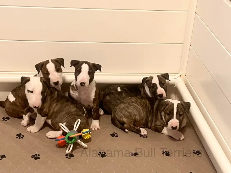 Alabama Bull Terriers photo 1