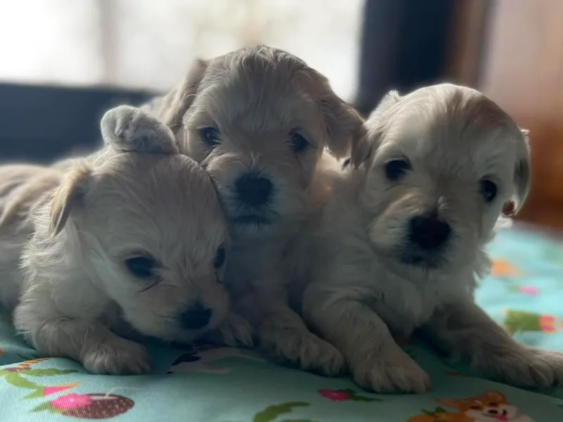 Alabama Maltipoo photo 1