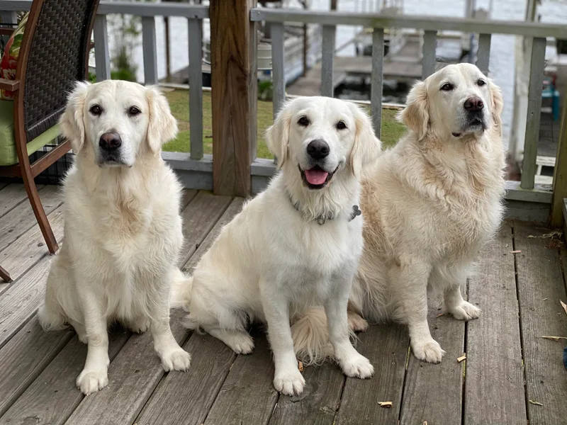 Alabaster Goldens