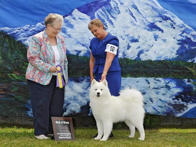Aladdin Samoyeds photo 1