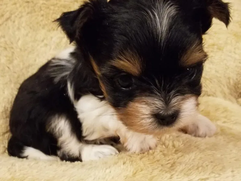 Alainn Biewer Terriers