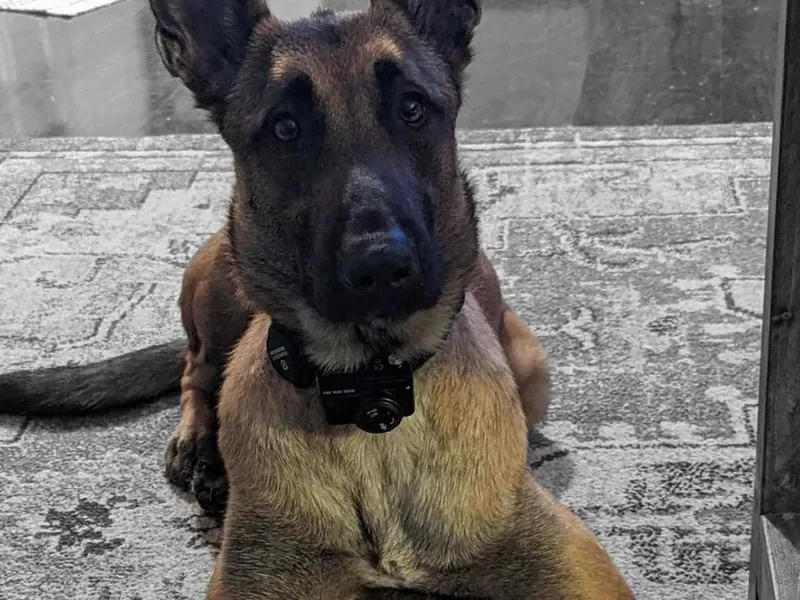 Alalusi's Belgian Malinois