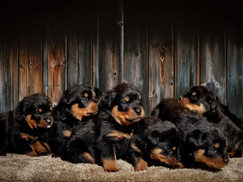 Alamo City Rottweilers
