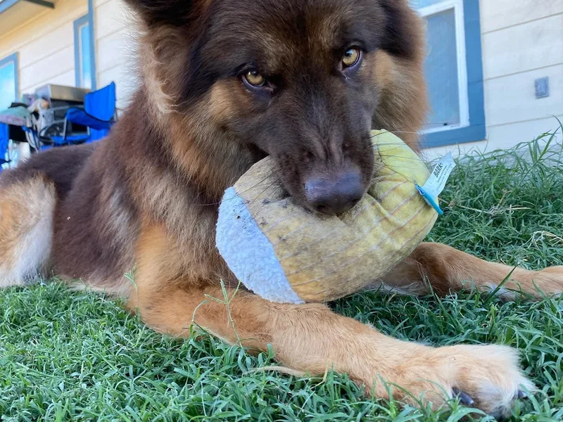 Alamo City Shepherds