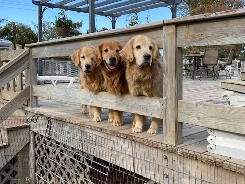 Alan's Golden Retrievers