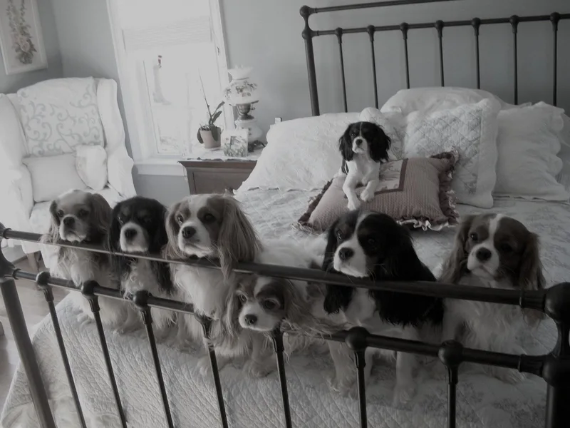 Alane's Cavalier King Charles Spaniels