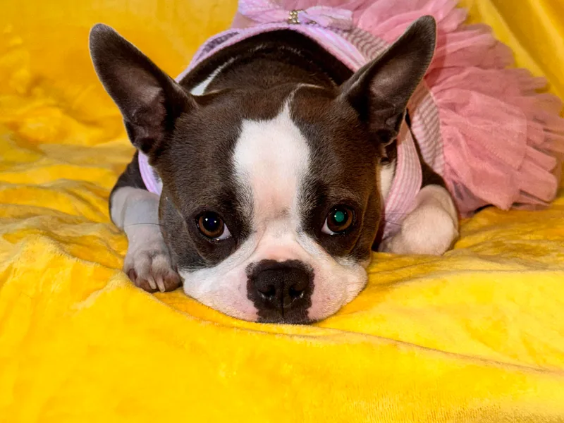 Alanna's Boston Terriers