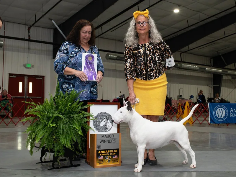 Alaric Bull Terriers photo 1