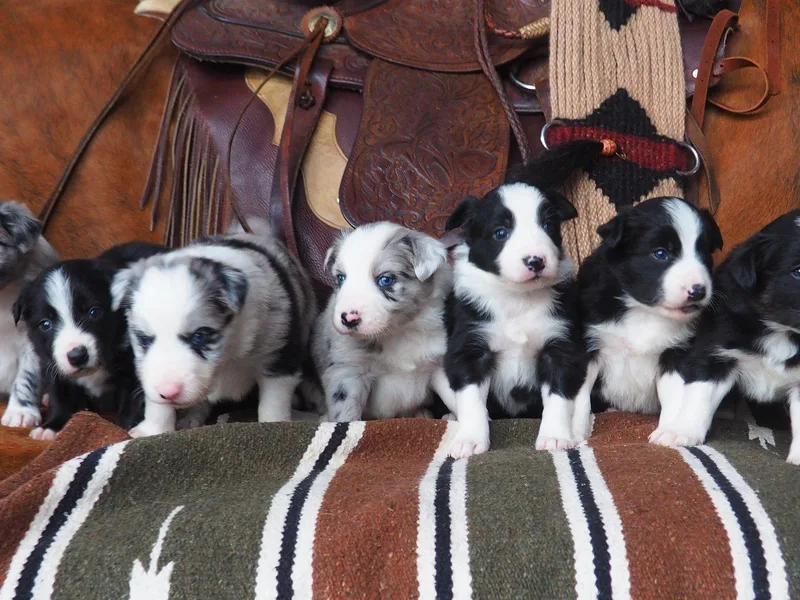 Alaska Border Collies