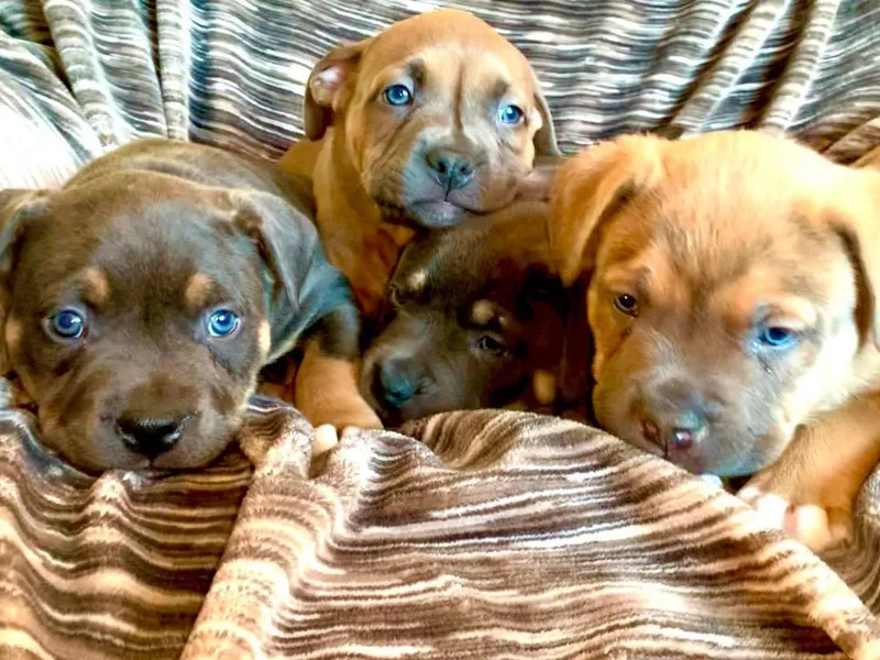 Alaska Rose Kennels