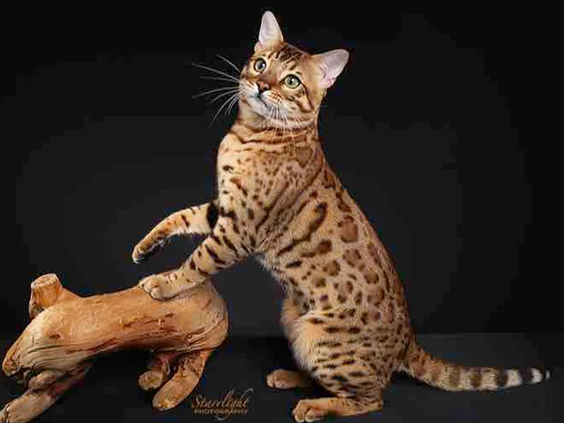 Alayna Bengals photo 1
