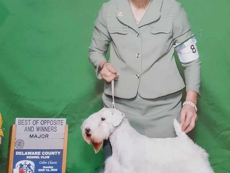 Alazars Dobermans and Sealyhams photo 1