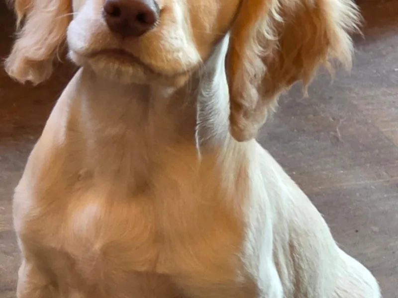 Albagold dogs  photo 1