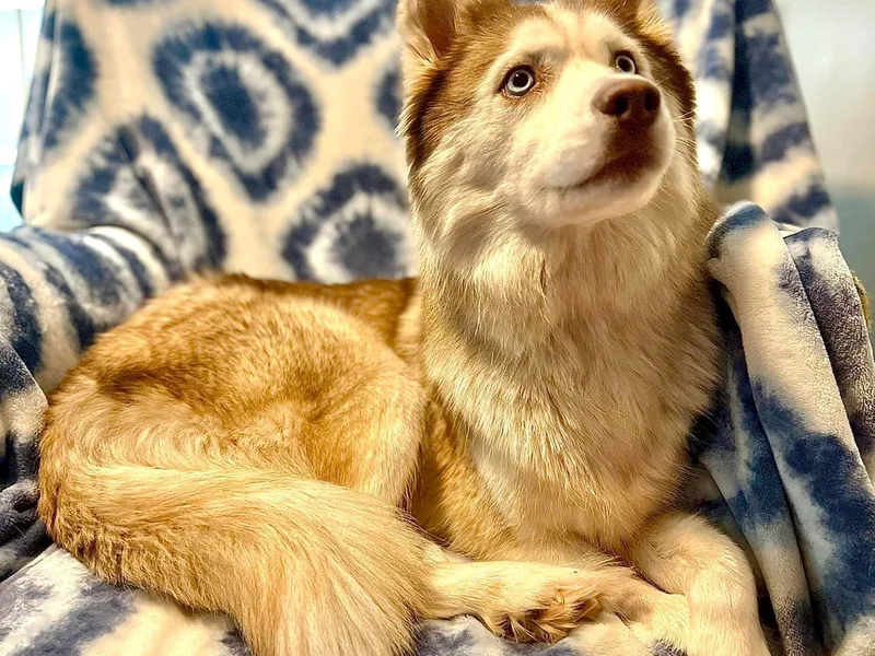 Albarran’s Huskies