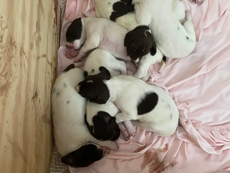 Albemarle German Shorthaired Pointers