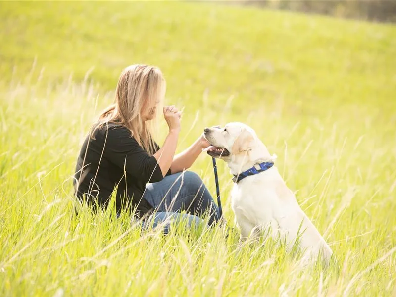 Albrecht Farms Labrador Retrievers