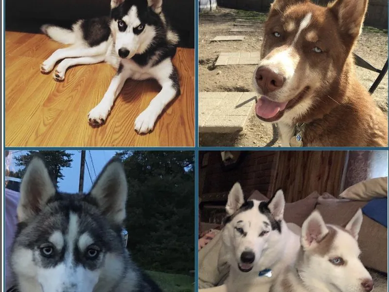 Albrecht’s Husky Ranch