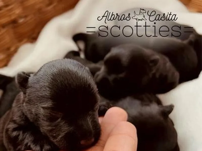 Albroscasita Scotties photo 1