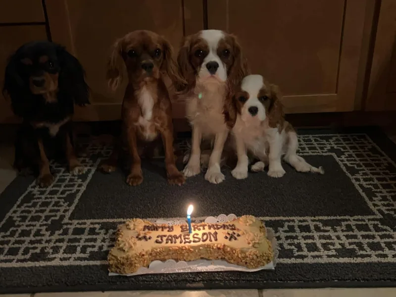 Albuquerque Cavaliers