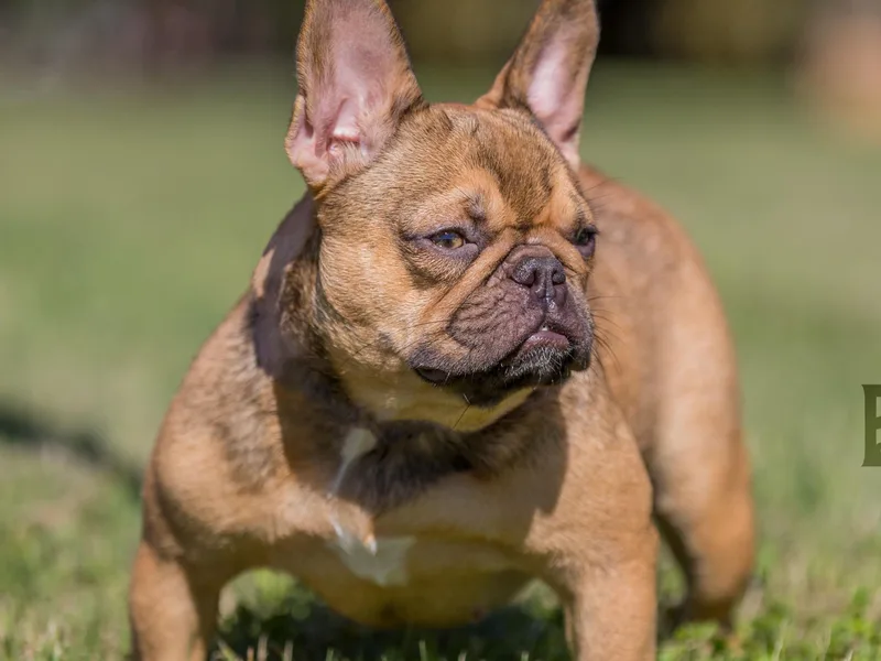 Alchemy Guardian Kennel