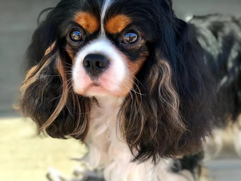 Alder Creek Cavaliers