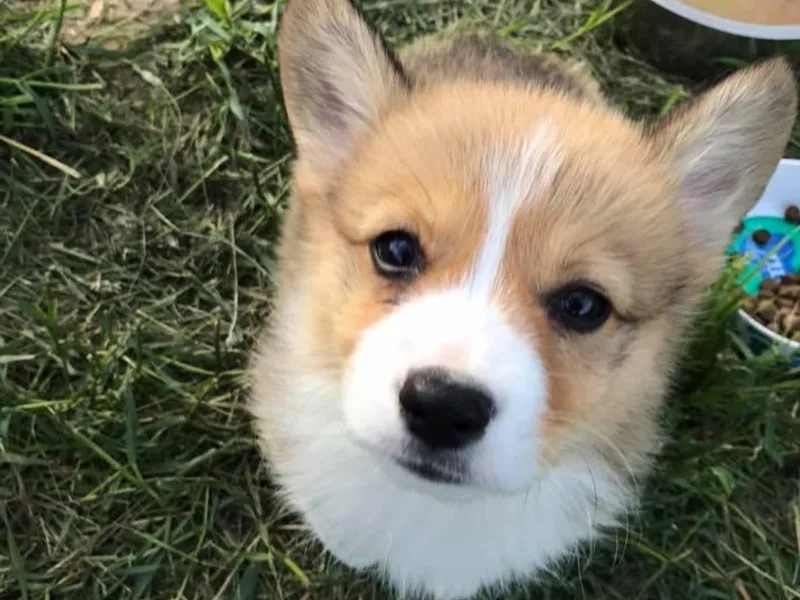 Alder Creek Corgis