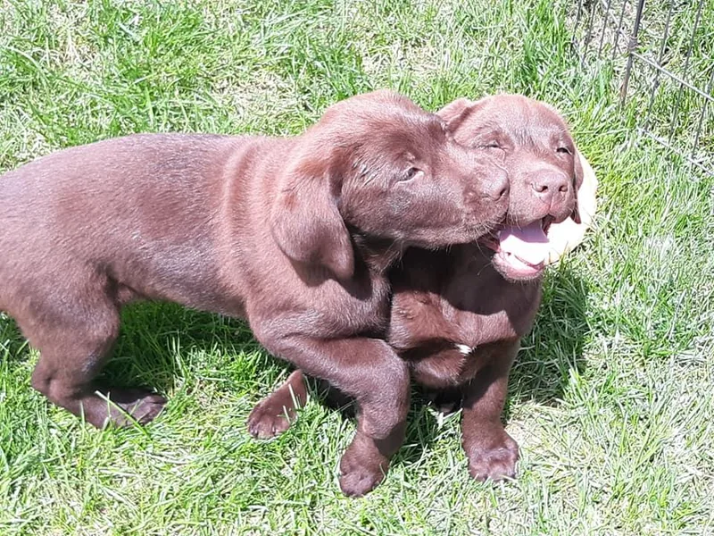 Aldrich Mountain Labradors
