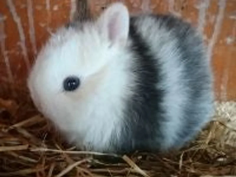 Aldwick Pets photo 1