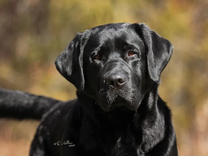 Aldwyck Labradors
