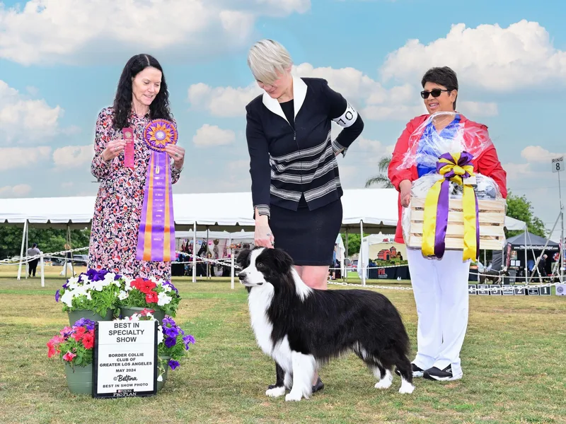 Aleannan Border Collies
