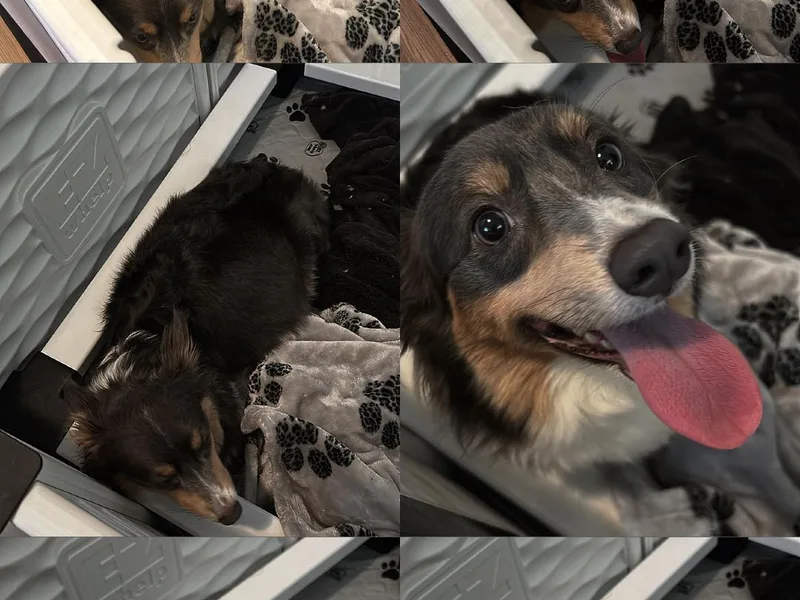 Alegandra’s Pembroke Welsh Corgis