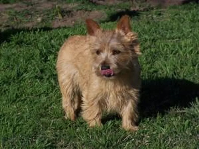 Alegria Norwich Terriers photo 1
