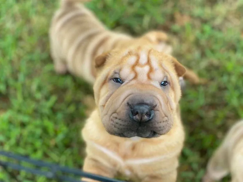 Alejandro Gonz's Chinese Shar-Pei and Lakeland Terriers photo 1