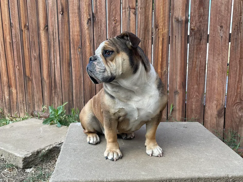 Alejandro's Bulldogs
