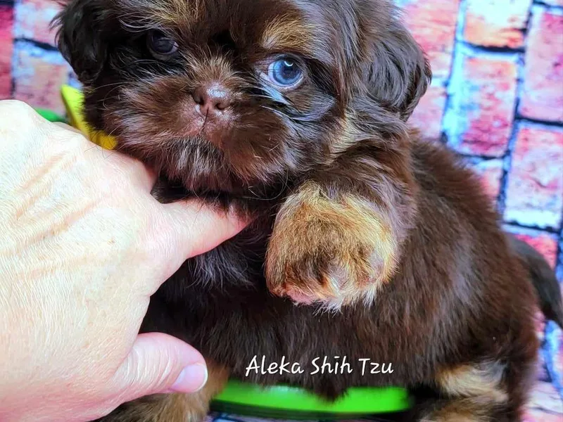 Aleka Shih Tzu