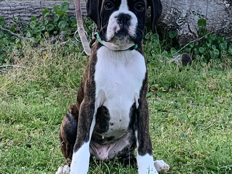 Aleman Euro Boxers (Veteran owned)