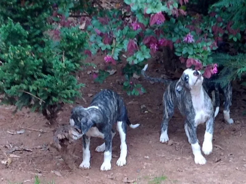 Alerek whippets and Havanese