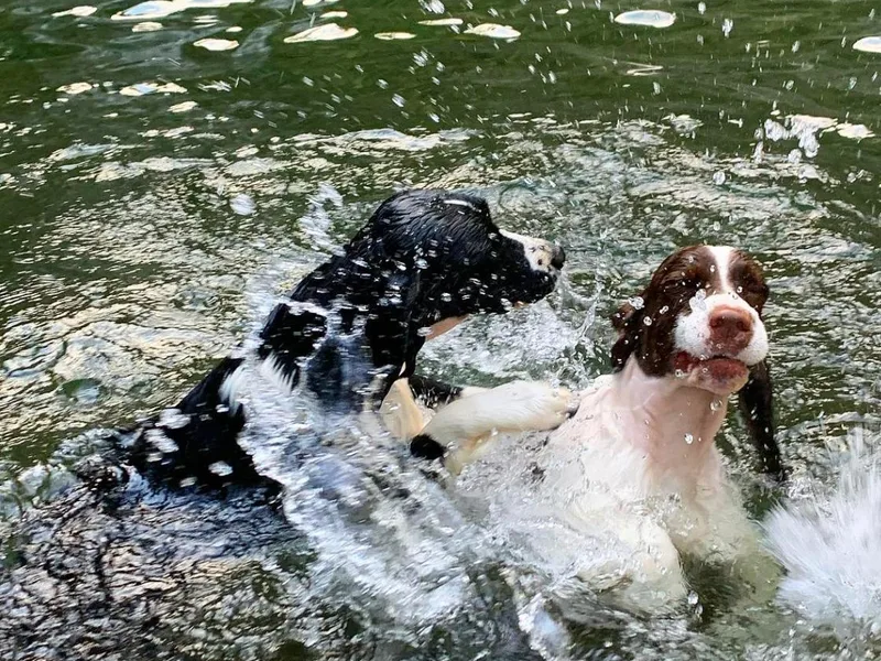 Alerion English Springer Spaniels
