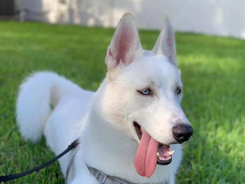 Alessandra's Huskies