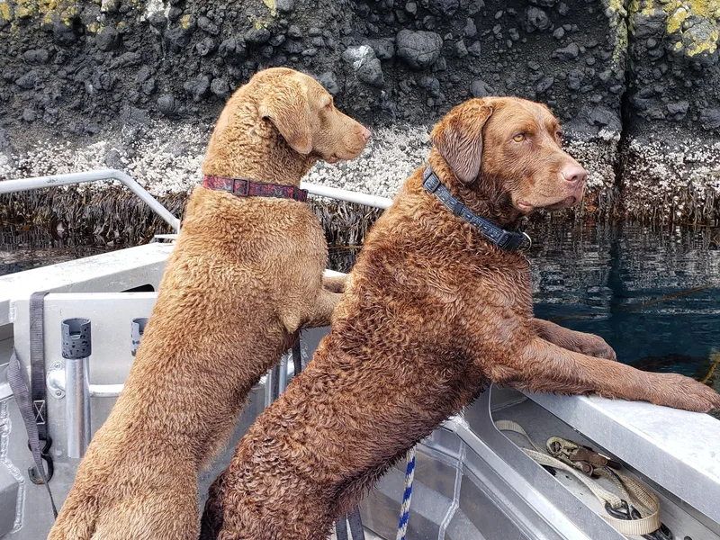 Aleutian Islander Chesapeakes photo 1
