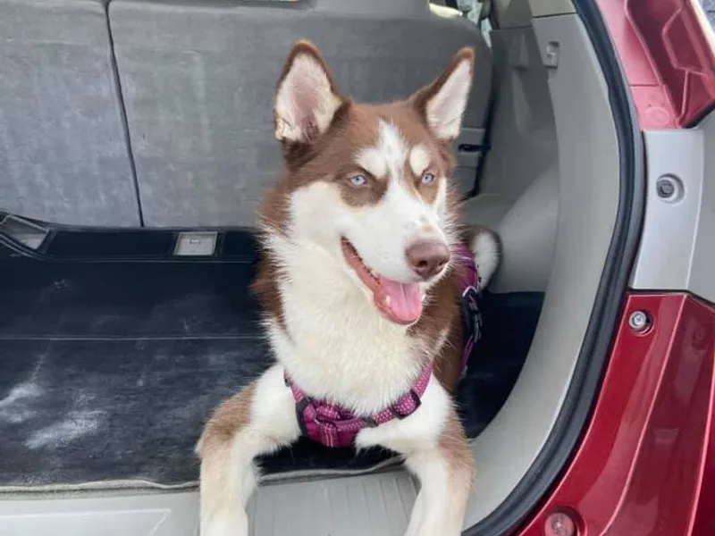 Alex Castillo's Siberian Huskies