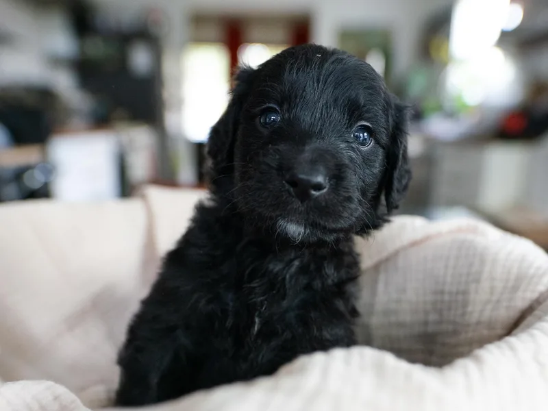 Alex's Goldendoodles