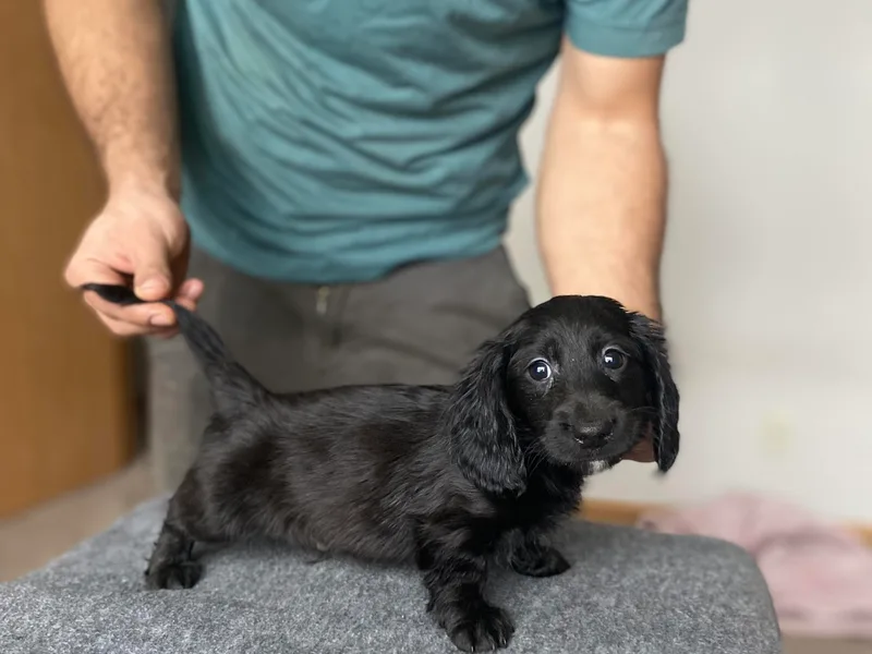 Alex’s Luxury Puppies